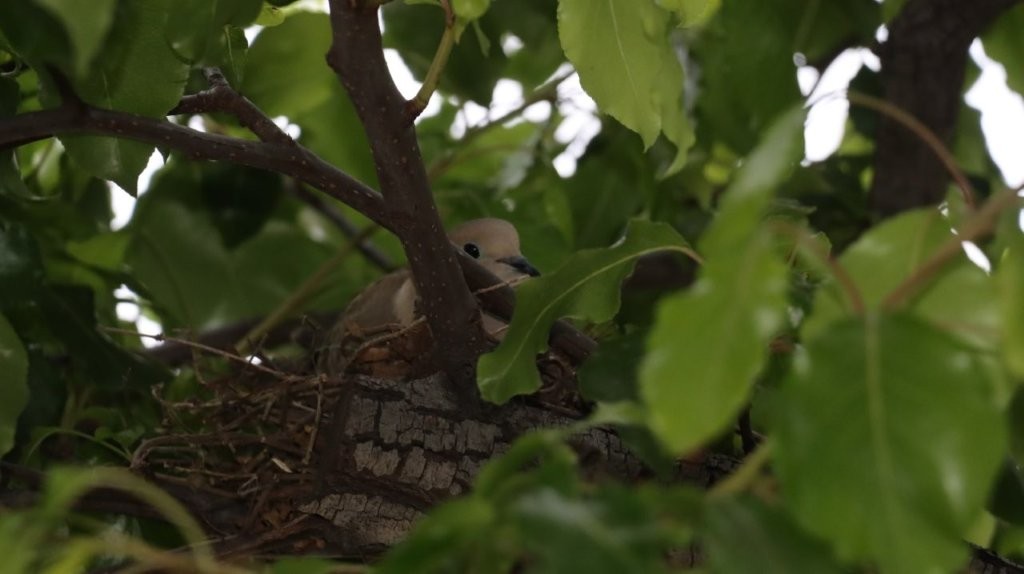 A bird in a nest

AI-generated content may be incorrect.