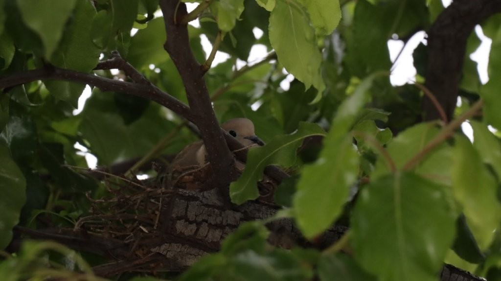 A bird in a nest

AI-generated content may be incorrect.