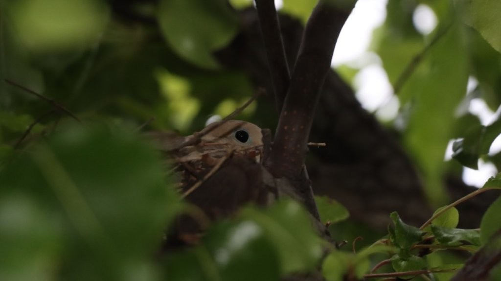 A bird hiding in a tree

AI-generated content may be incorrect.