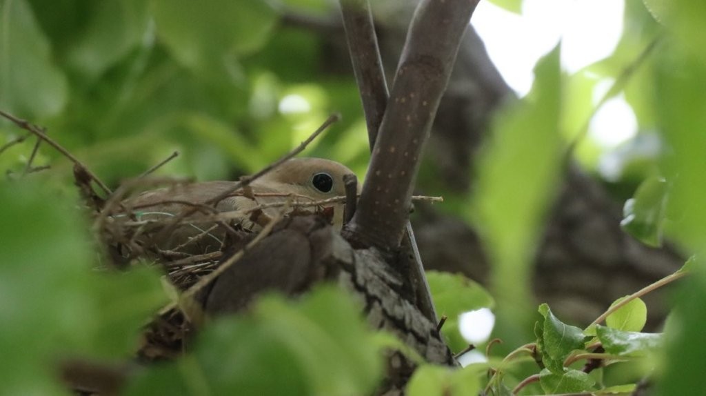A bird in a nest

AI-generated content may be incorrect.