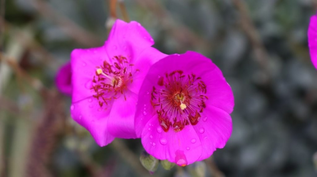 A close-up of a purple flower

AI-generated content may be incorrect.