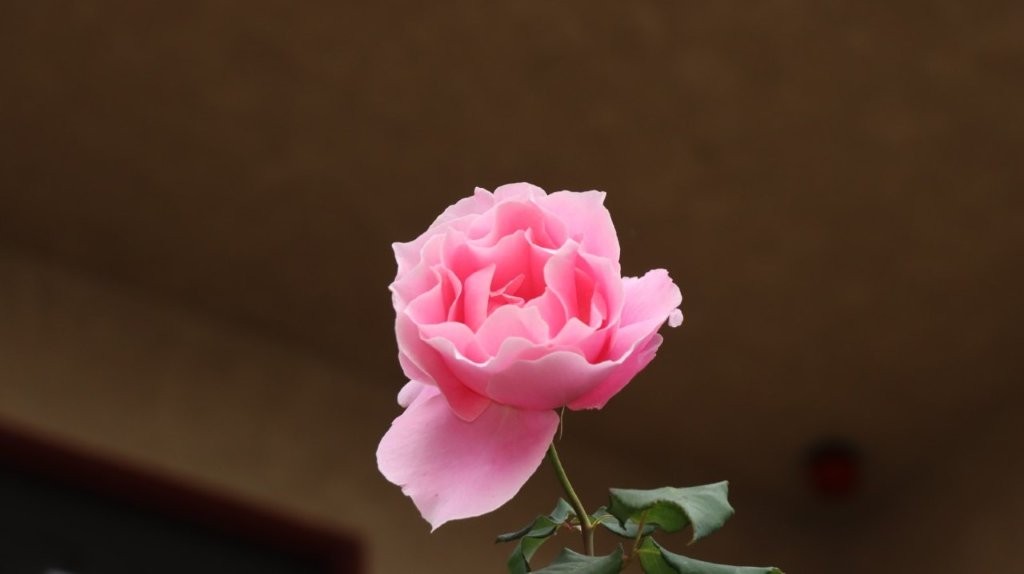 A close-up of a pink flower

AI-generated content may be incorrect.