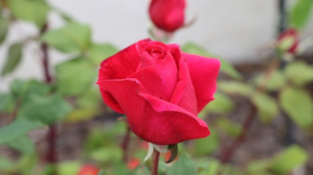 A close up of a rose

AI-generated content may be incorrect.
