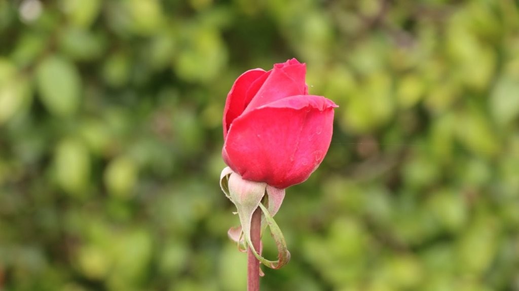 A close up of a flower

AI-generated content may be incorrect.