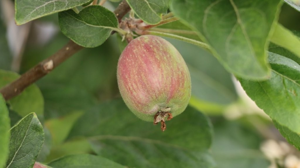A close-up of a fruit on a tree

AI-generated content may be incorrect.