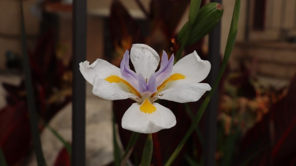 A white flower with yellow center

AI-generated content may be incorrect.