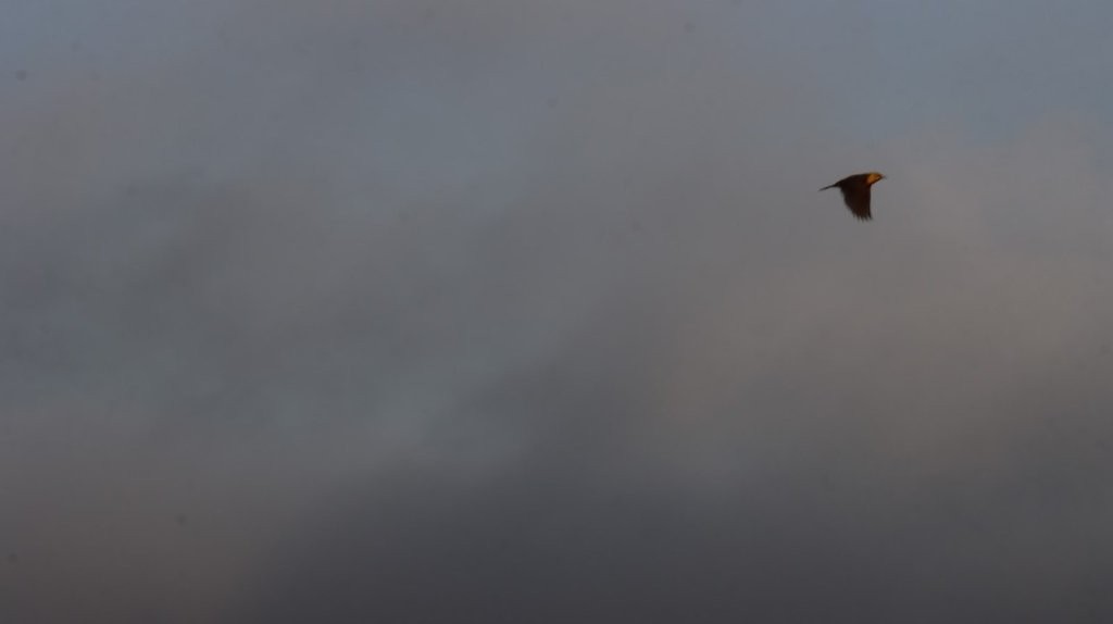 A bird flying in the sky

AI-generated content may be incorrect.