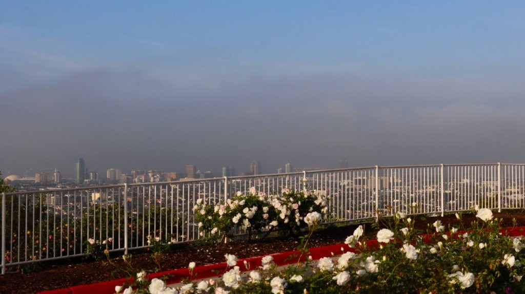 A white fence with white flowers

AI-generated content may be incorrect.