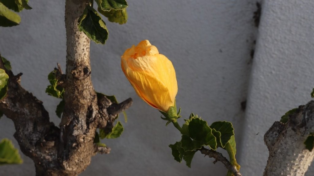 A yellow flower on a branch

AI-generated content may be incorrect.