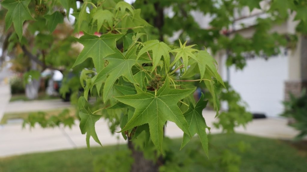 Close-up of a tree with green leaves

AI-generated content may be incorrect.