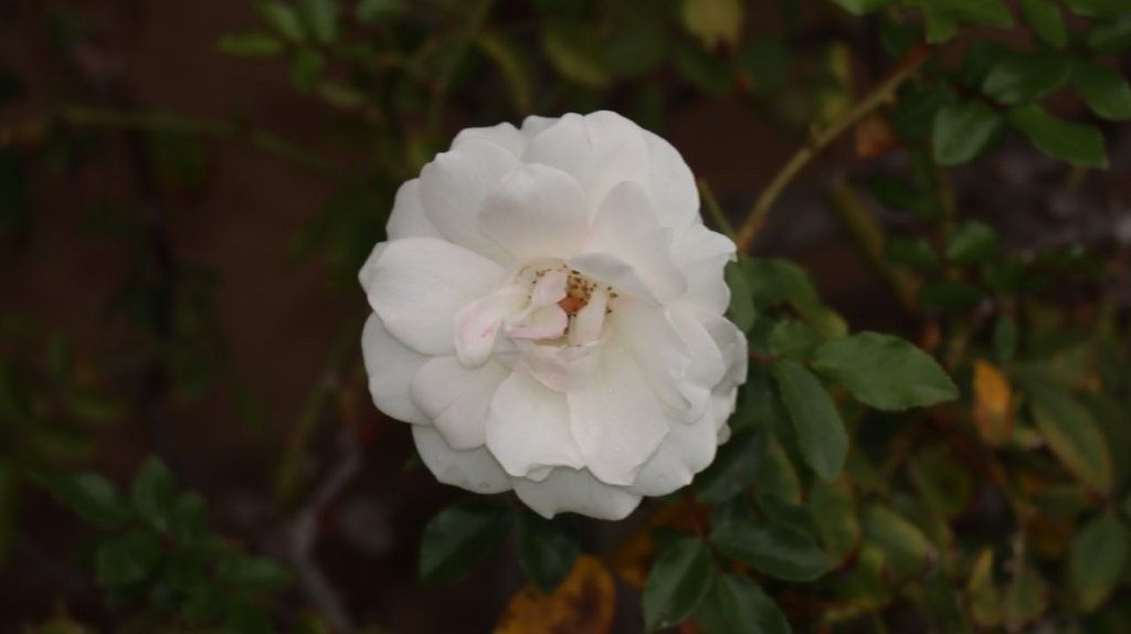 A white flower on a plant

AI-generated content may be incorrect.