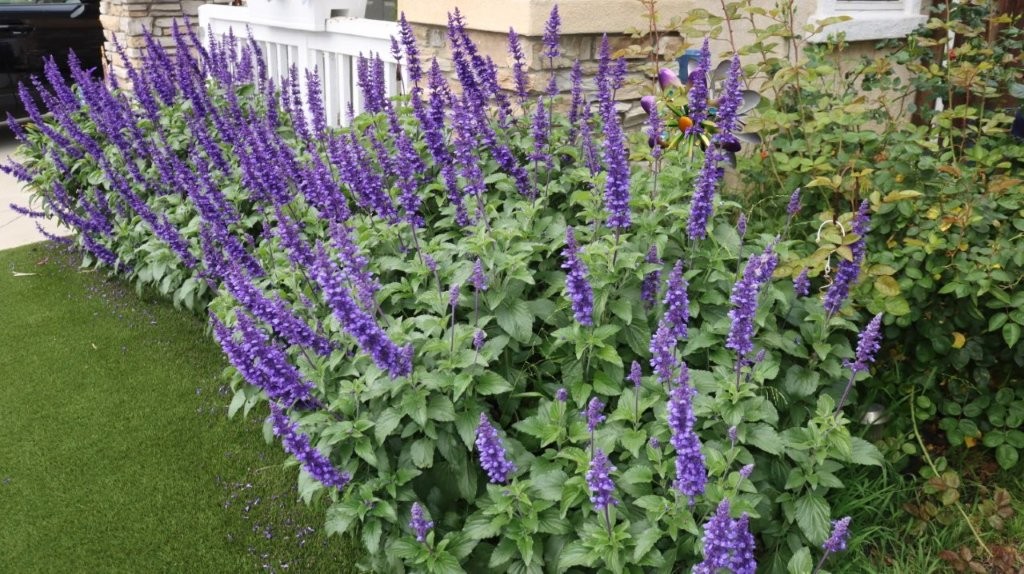 A group of purple flowers

AI-generated content may be incorrect.