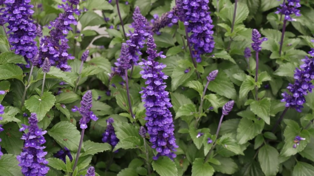 A close-up of purple flowers

AI-generated content may be incorrect.
