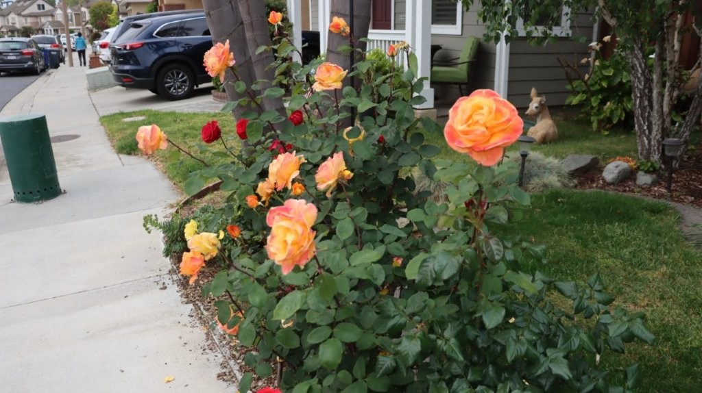 A rose bush with orange flowers

AI-generated content may be incorrect.