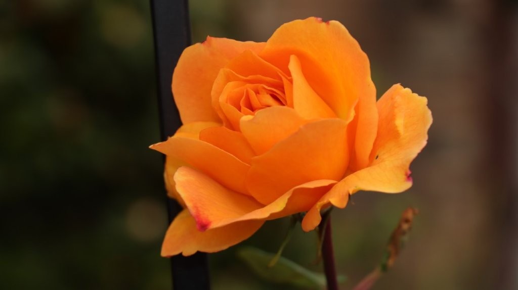 A close up of a flower

AI-generated content may be incorrect.