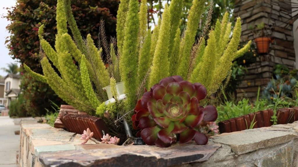 A close-up of a succulent plant

AI-generated content may be incorrect.