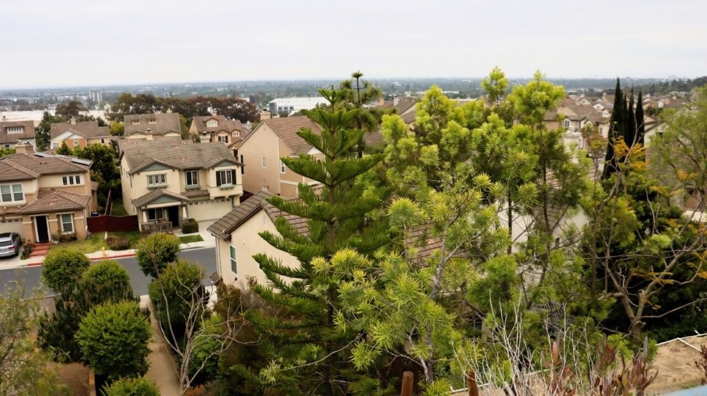 A tree and houses in a neighborhood

AI-generated content may be incorrect.