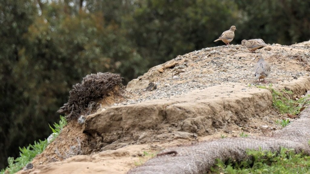 A bird standing on a rock

AI-generated content may be incorrect.