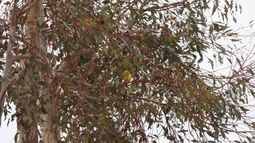 A bird sitting on a tree branch

AI-generated content may be incorrect.