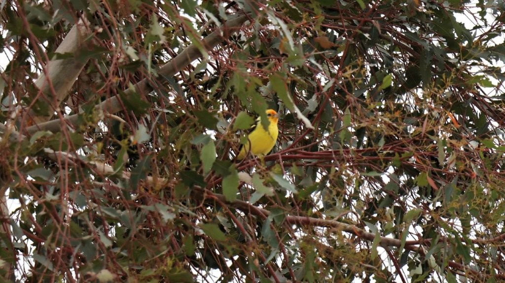 A yellow bird in a tree

AI-generated content may be incorrect.
