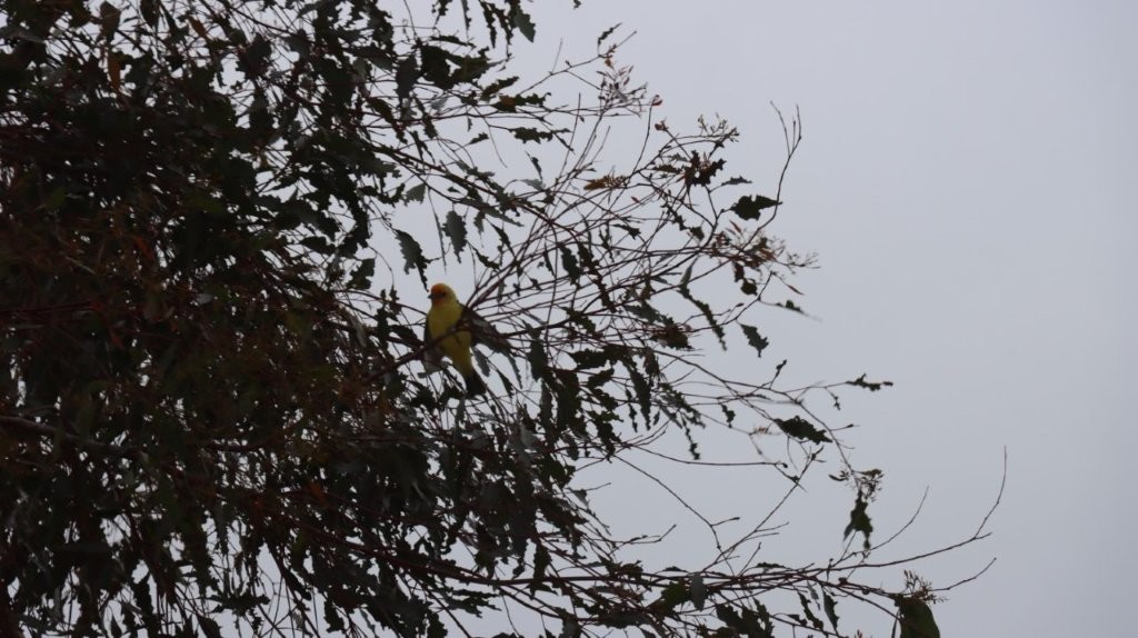 A bird sitting in a tree

AI-generated content may be incorrect.