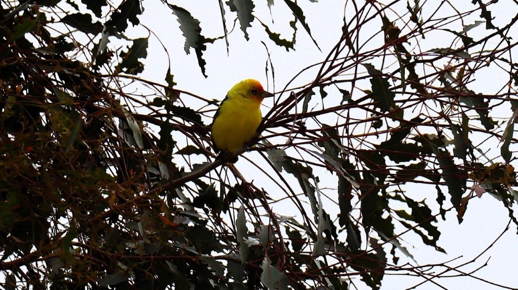 A yellow bird sitting on a tree branch

AI-generated content may be incorrect.