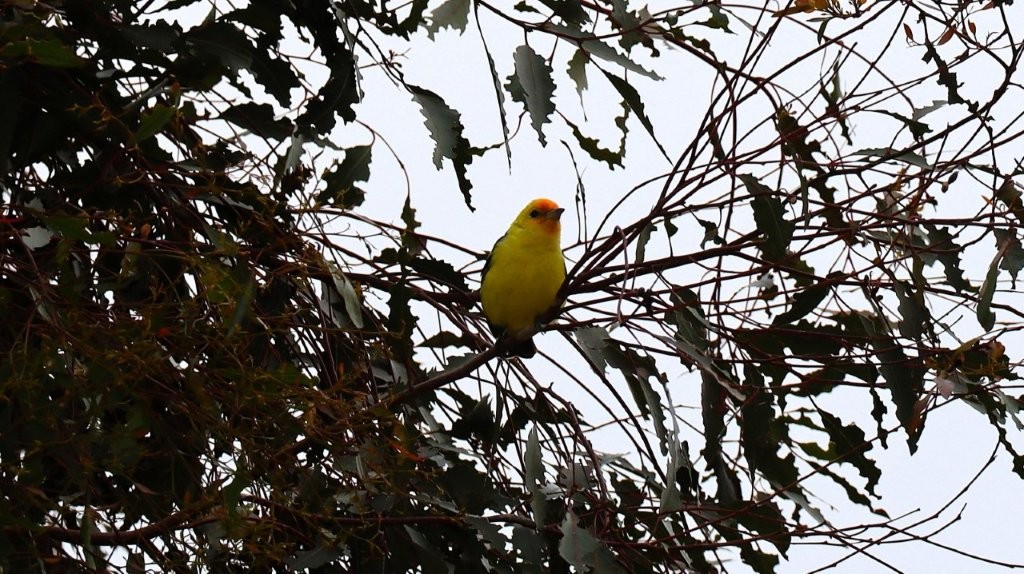 A yellow bird sitting on a branch

AI-generated content may be incorrect.
