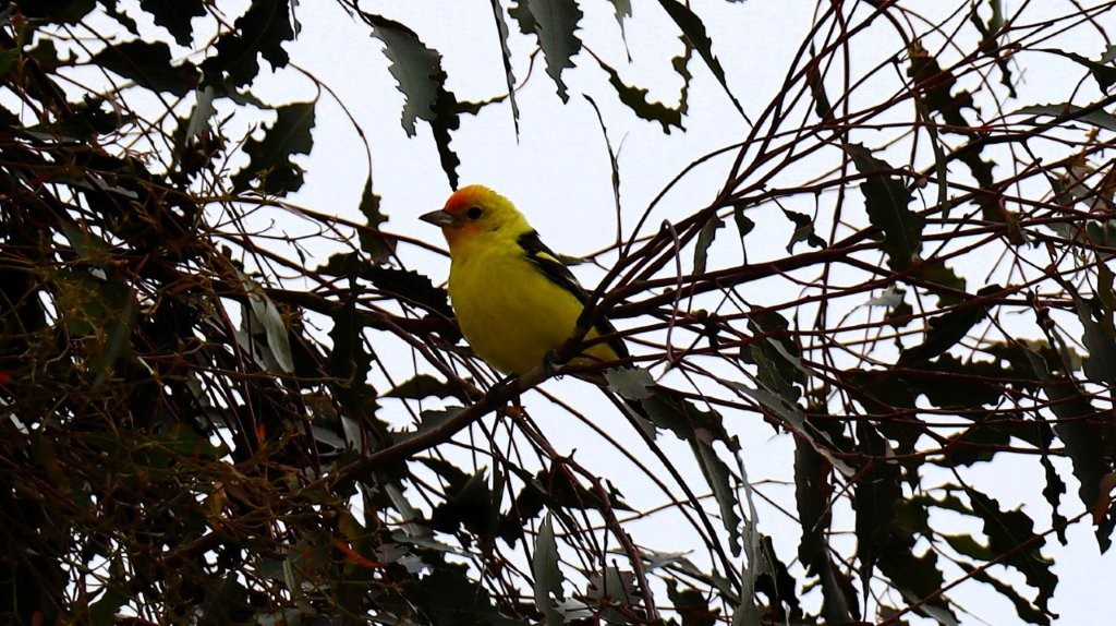 A yellow bird sitting on a tree branch

AI-generated content may be incorrect.