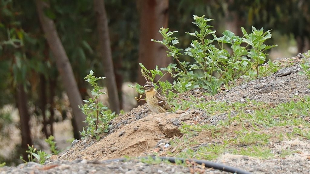 A bird standing on a dirt hill

AI-generated content may be incorrect.