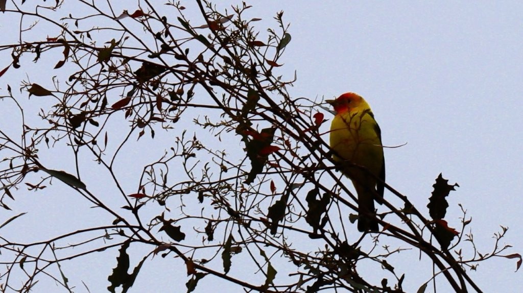A bird on a tree branch

AI-generated content may be incorrect.