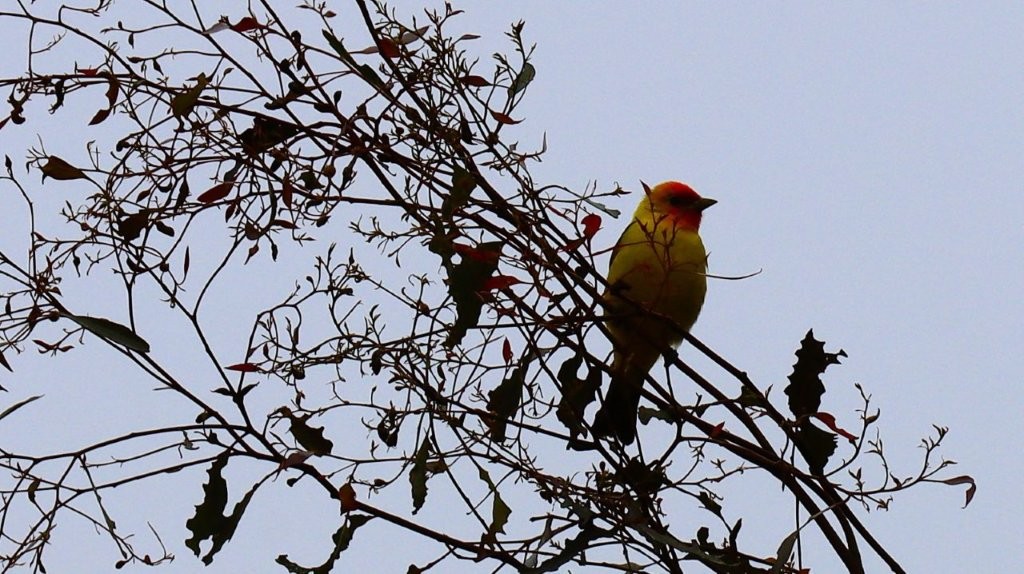 A bird sitting on a branch

AI-generated content may be incorrect.