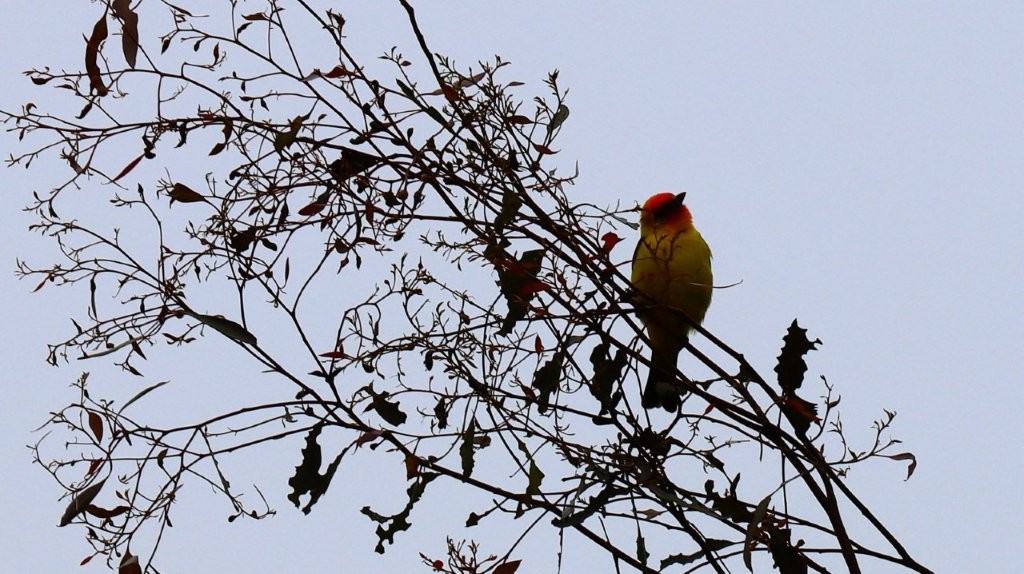 A bird sitting on a branch

AI-generated content may be incorrect.