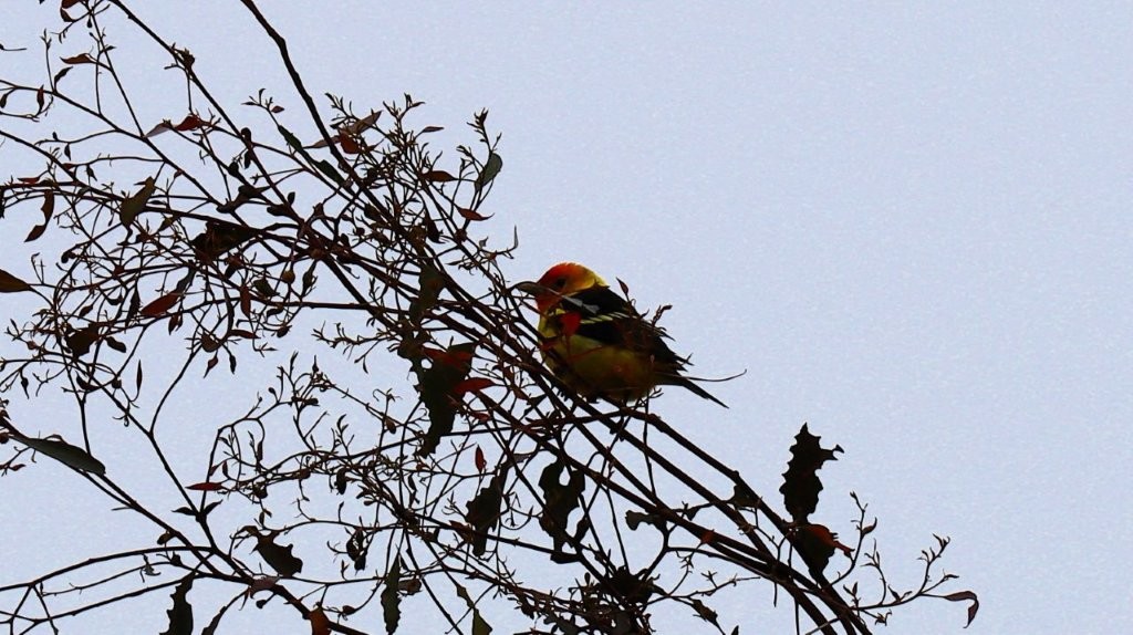 A bird sitting on a branch

AI-generated content may be incorrect.