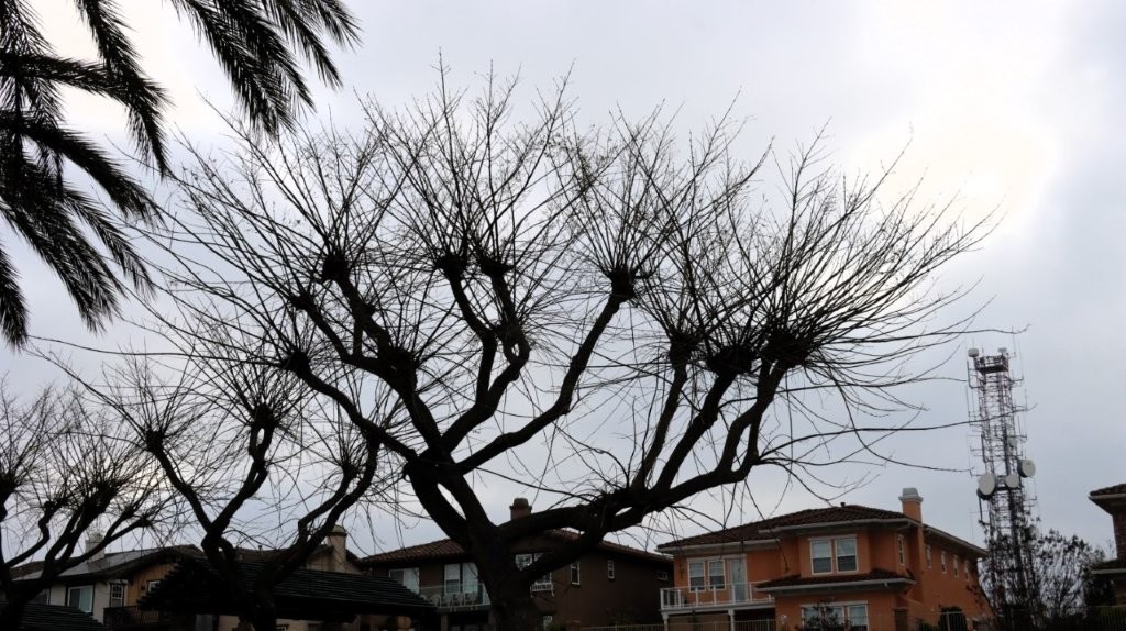 A tree with no leaves

AI-generated content may be incorrect.