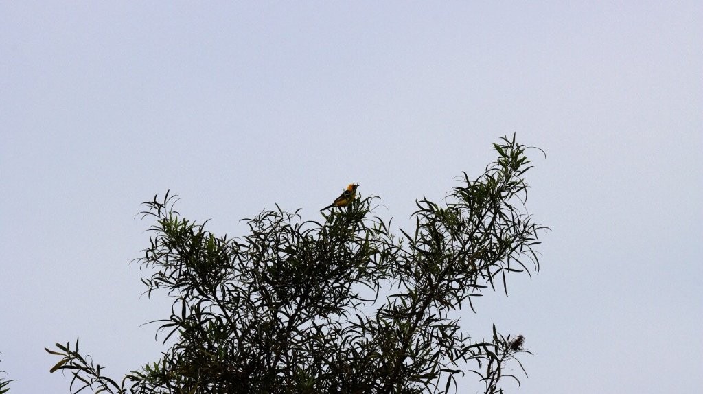 A bird perched on a tree

AI-generated content may be incorrect.