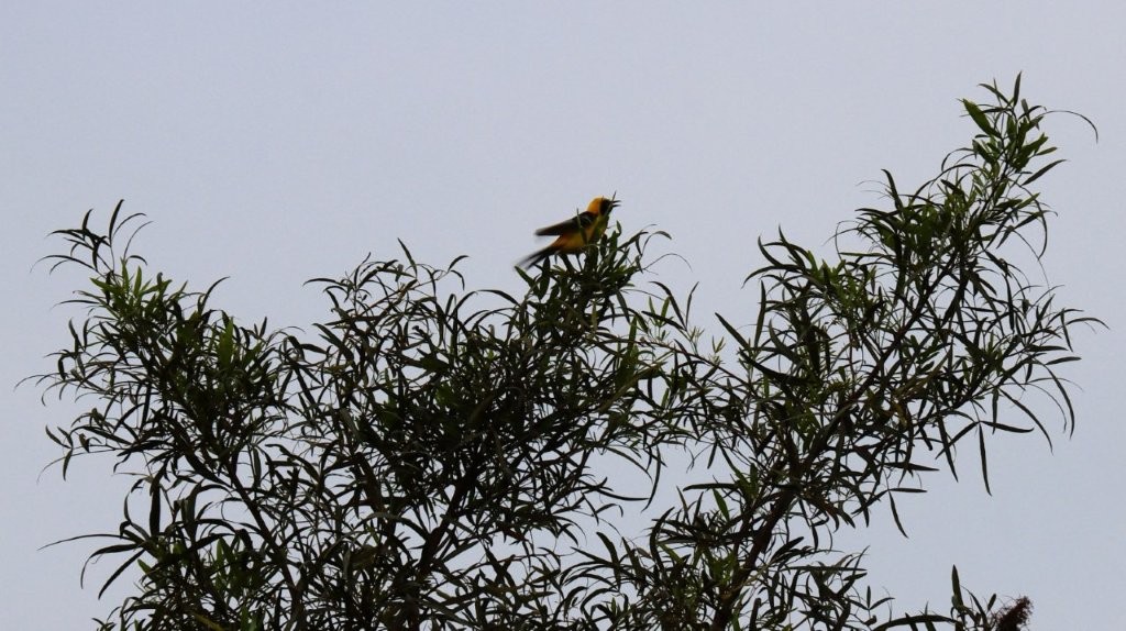 A bird perched on a tree branch

AI-generated content may be incorrect.