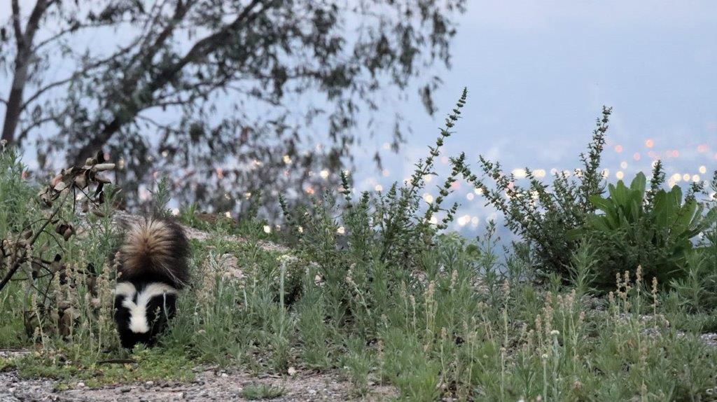 A skunk in the grass

Description automatically generated