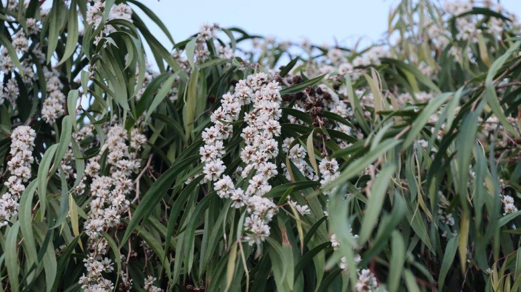 A close-up of a plant with white flowers

Description automatically generated