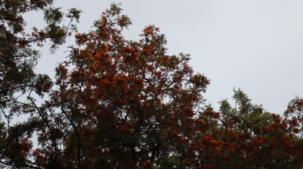 A tree with red leaves

Description automatically generated