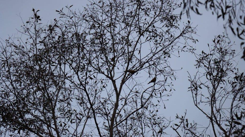 A tree with birds in it

Description automatically generated