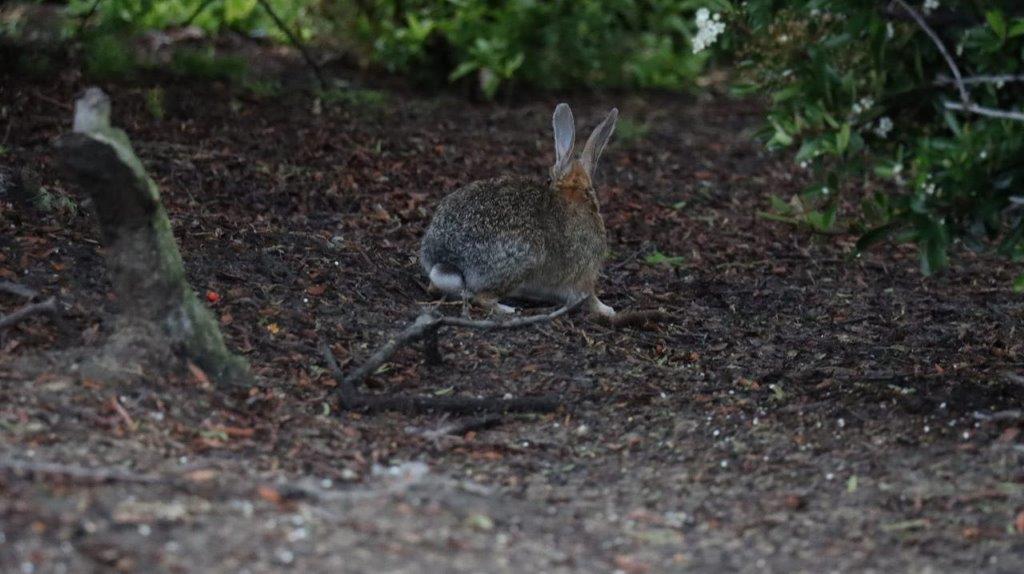 A rabbit on a stick

Description automatically generated