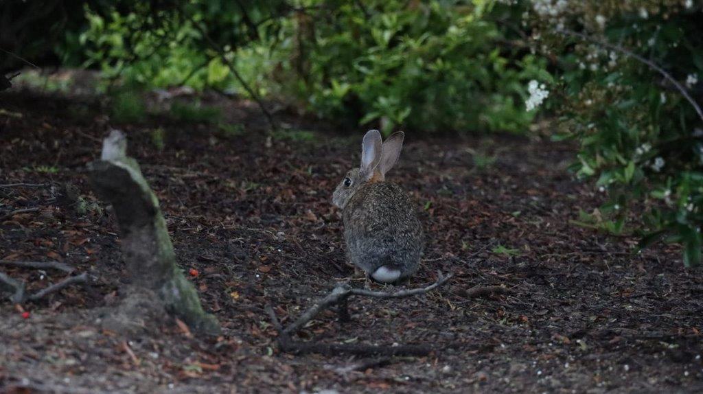 A rabbit sitting on the ground

Description automatically generated