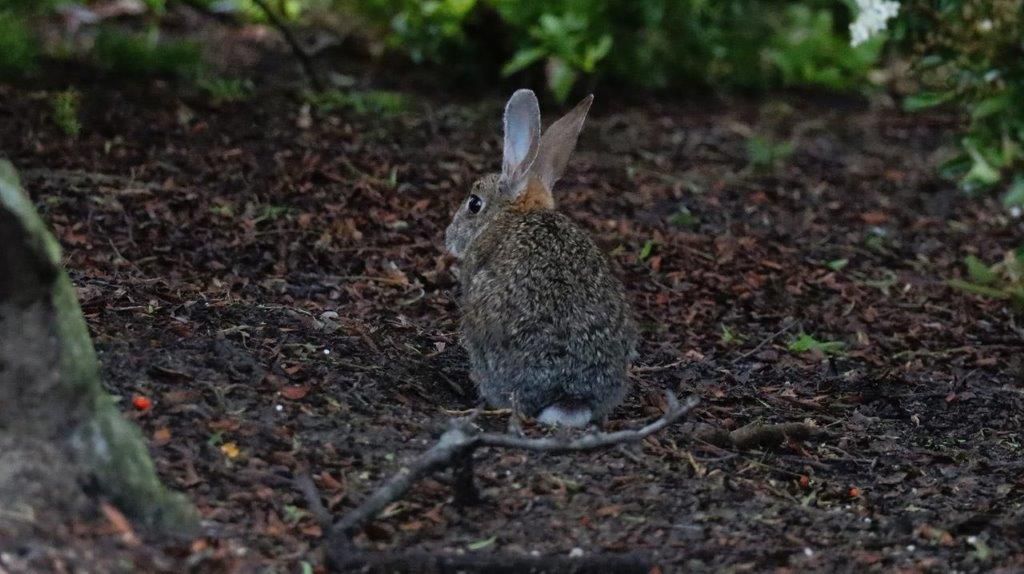 A rabbit sitting on the ground

Description automatically generated