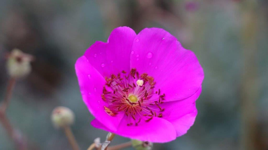 A close-up of a purple flower

Description automatically generated