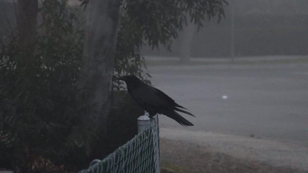 A black bird perched on a fence

Description automatically generated