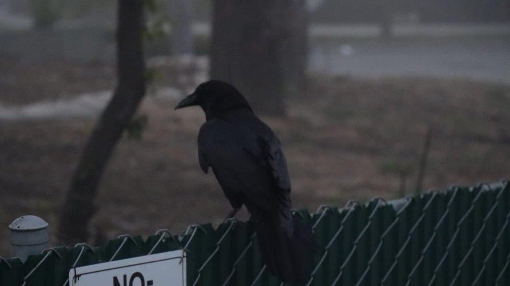 A black bird perched on a fence

Description automatically generated
