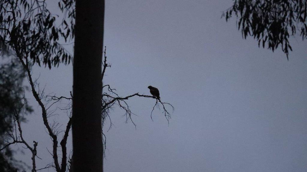 A bird sitting on a branch

Description automatically generated