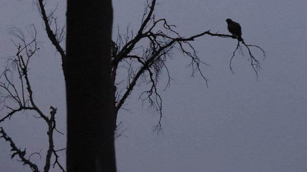 A bird perched on a tree branch

Description automatically generated