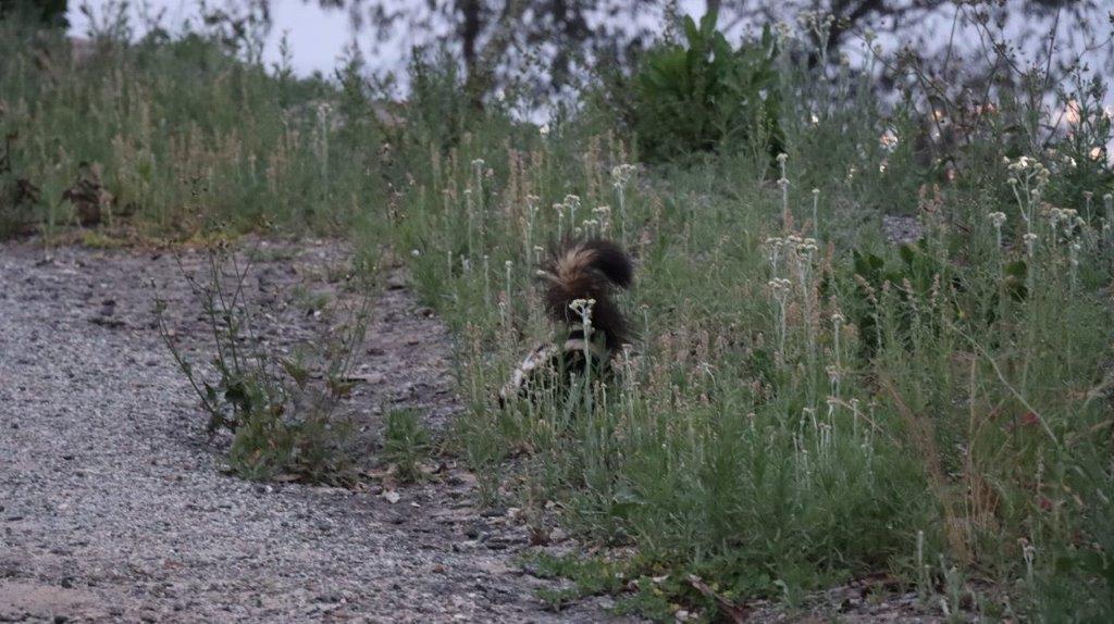 A squirrel in a grassy area

Description automatically generated