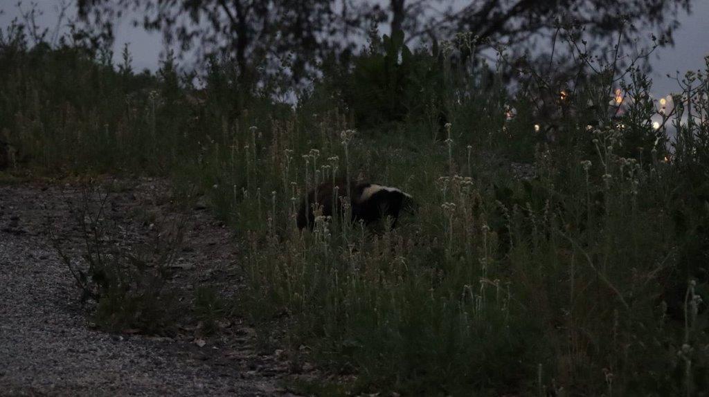 A black animal in the grass

Description automatically generated